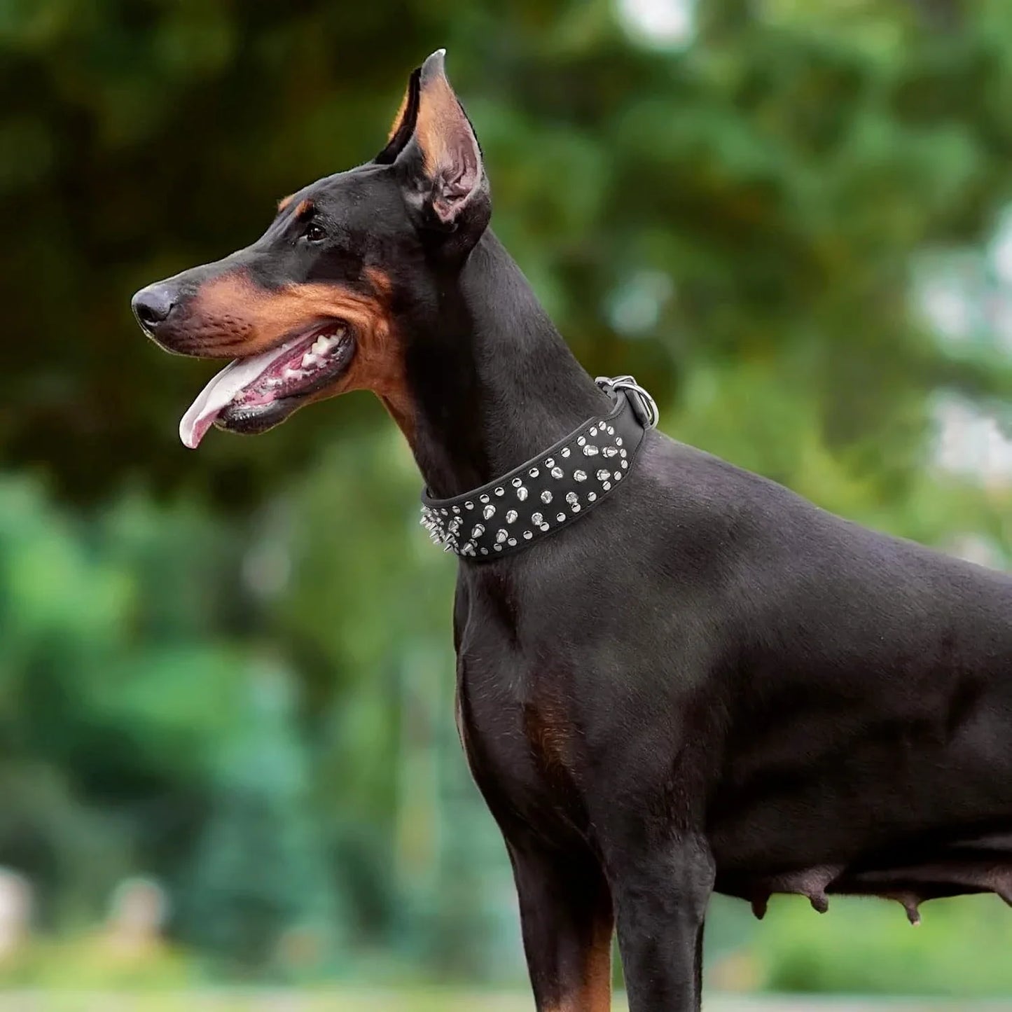 the SPIKE COLLAR - 2inch Wide Skull Spiked Studded Leather Large Dog Collars